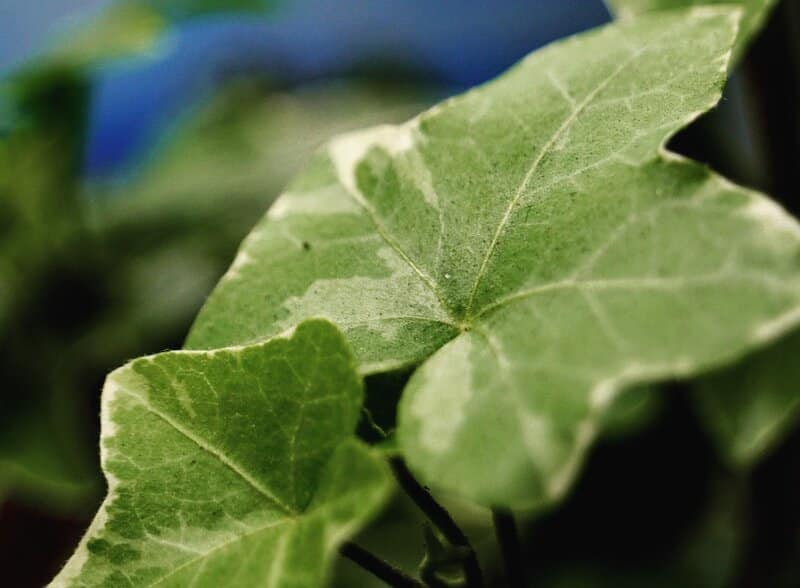 how to grow english ivy