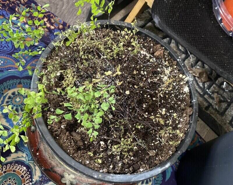 fertilizing maidenhair fern