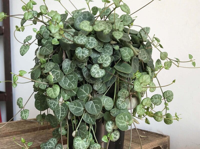 Pruning string of hearts