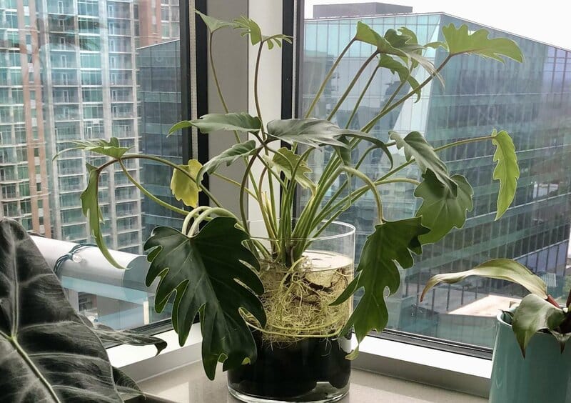 philodendron xanadu