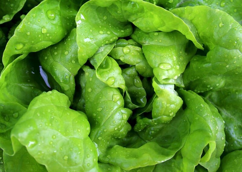 Buttercrunch lettuce
