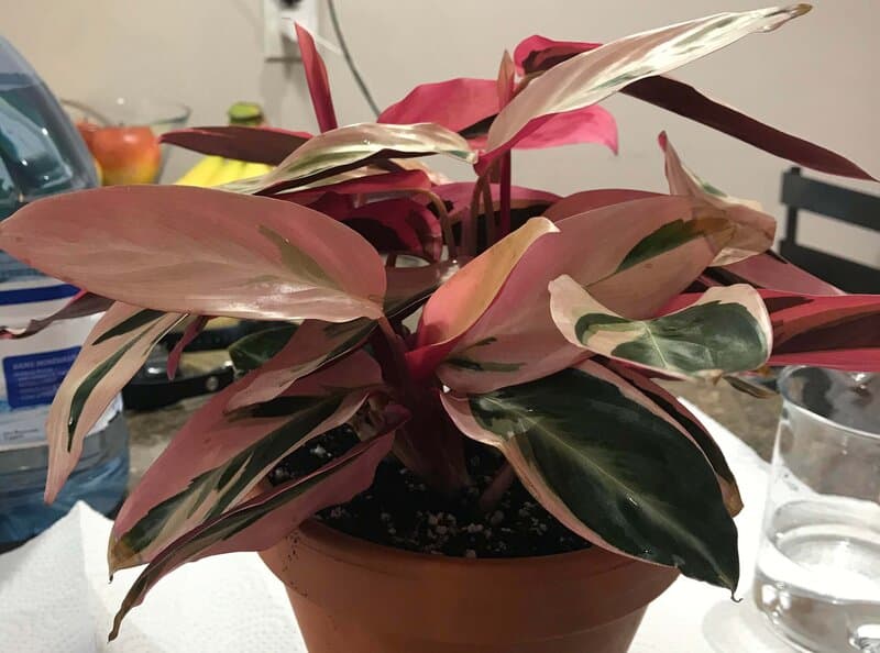stromanthe triostar pruning