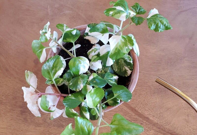 english ivy repotting