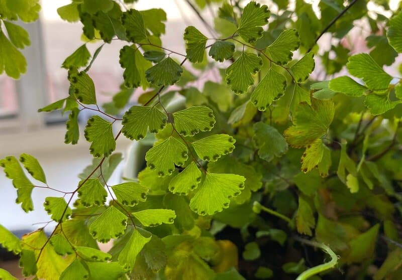 maidenhair fern propagation