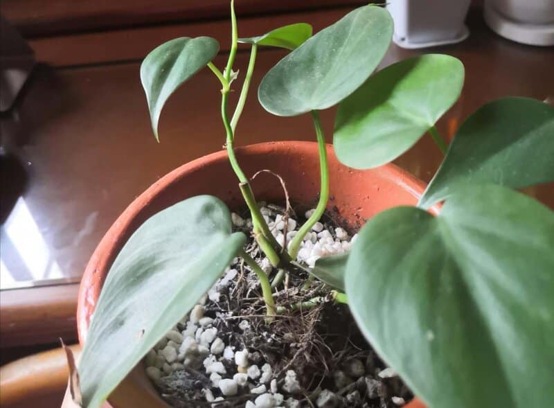 philodendron heartleaf