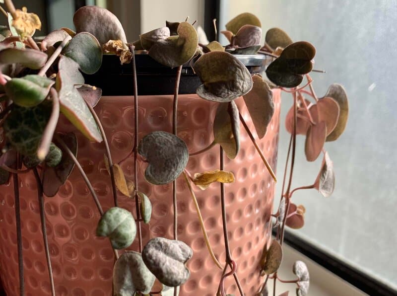 string of hearts pests and problems