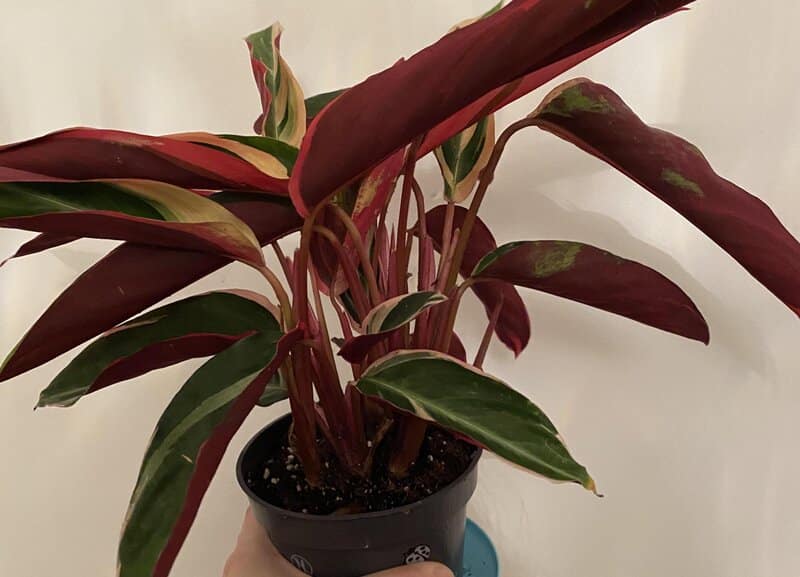 stromanthe triostar fertilizers