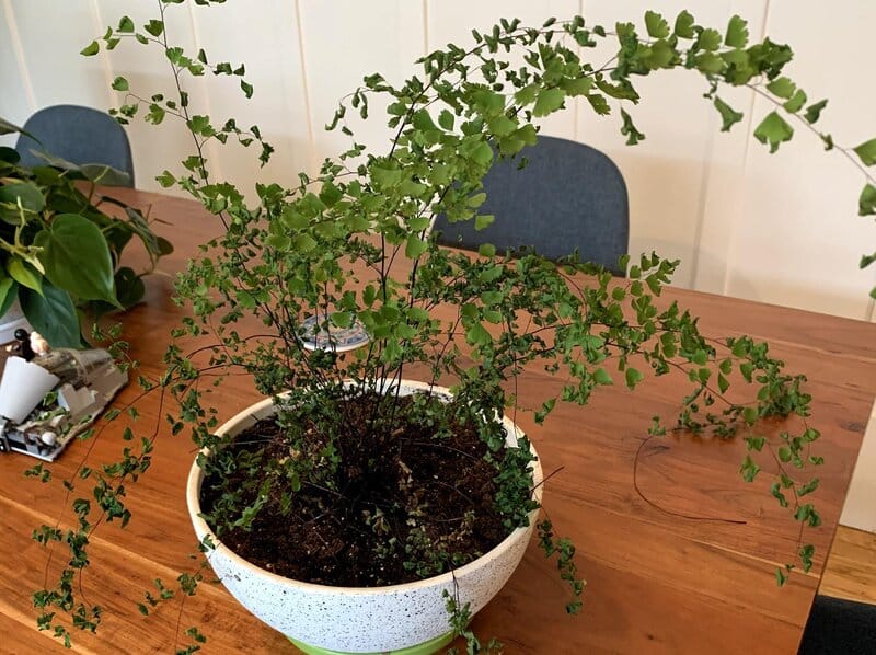 maidenhair fern repotting