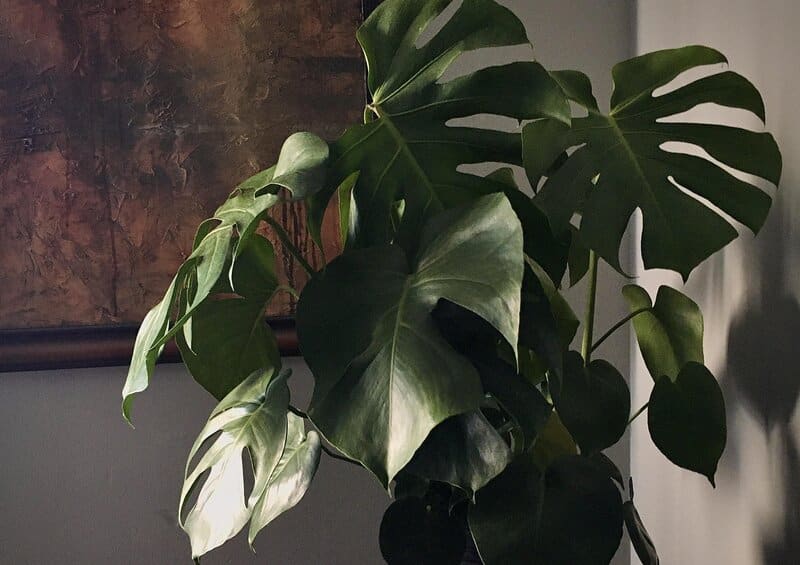 philodendron monstera