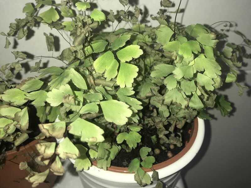 maidenhair fern brown leaves