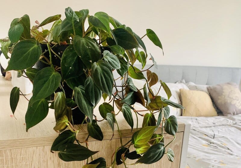 philodendron micans