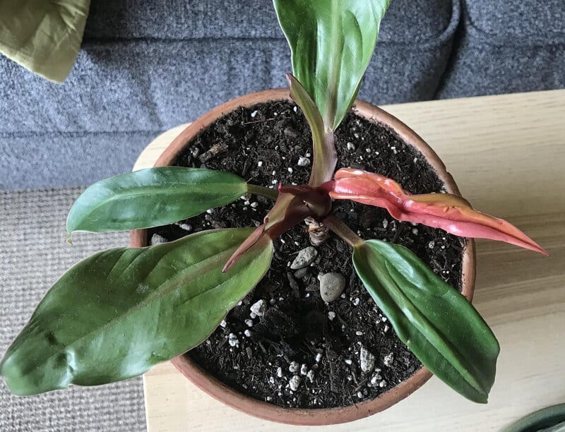 philodendron fertilizing