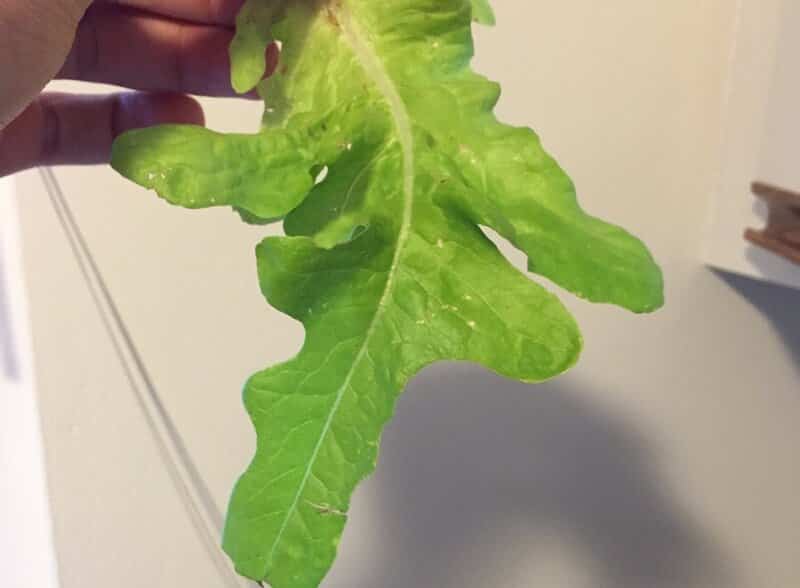 oakleaf lettuce