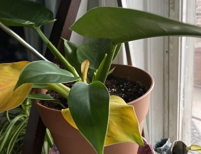 philodendron repotting