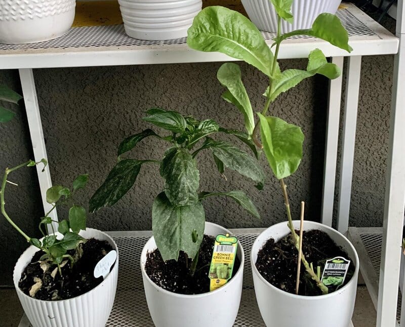 watering butter lettuce