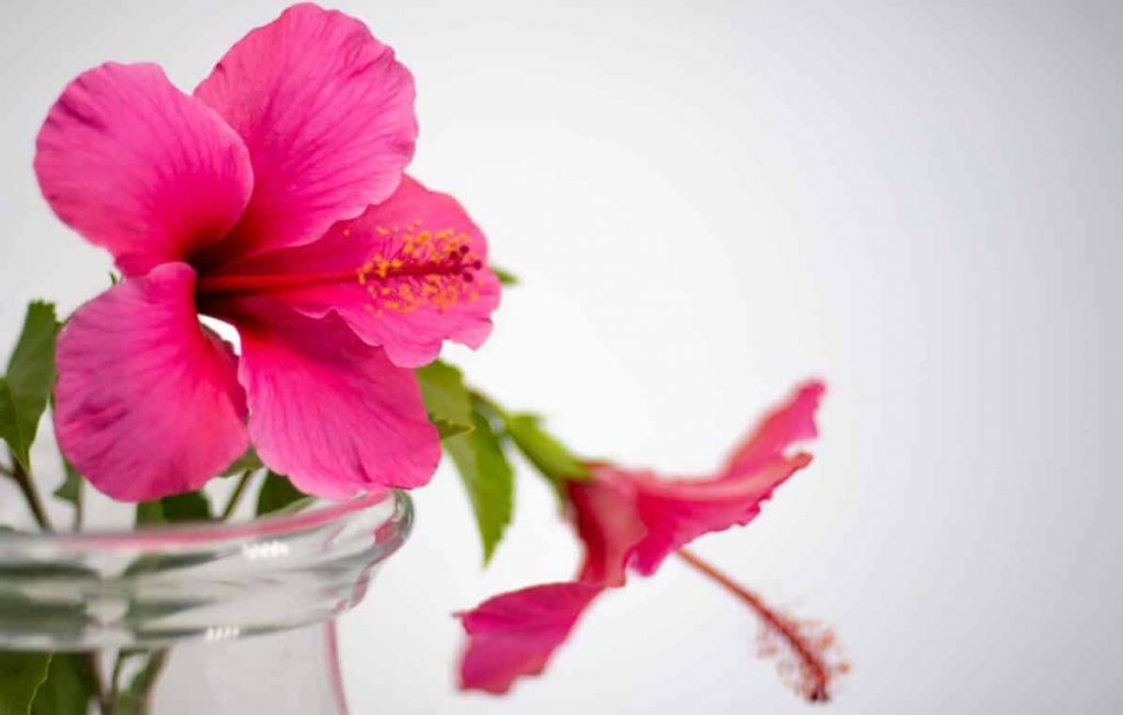 Hibiscus from A to Z (Caring, Propagating, Repotting, Common Problems, etc.)