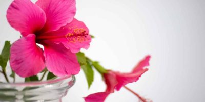 Hibiscus from A to Z (Caring, Propagating, Repotting, Common Problems, etc.)