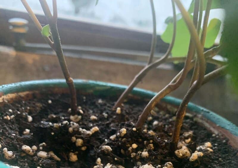 english ivy fertilizing