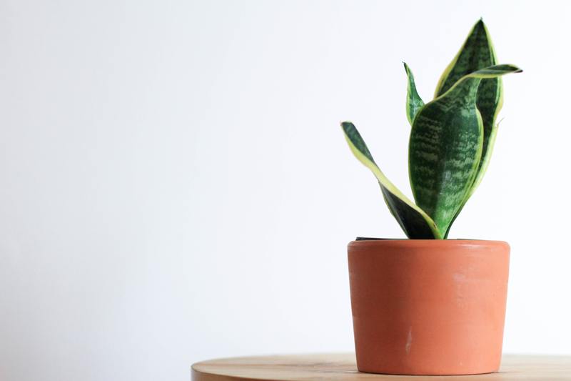 How to Take Care of Snake Plant