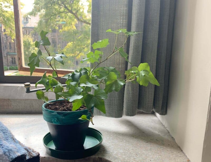 english ivy lighting