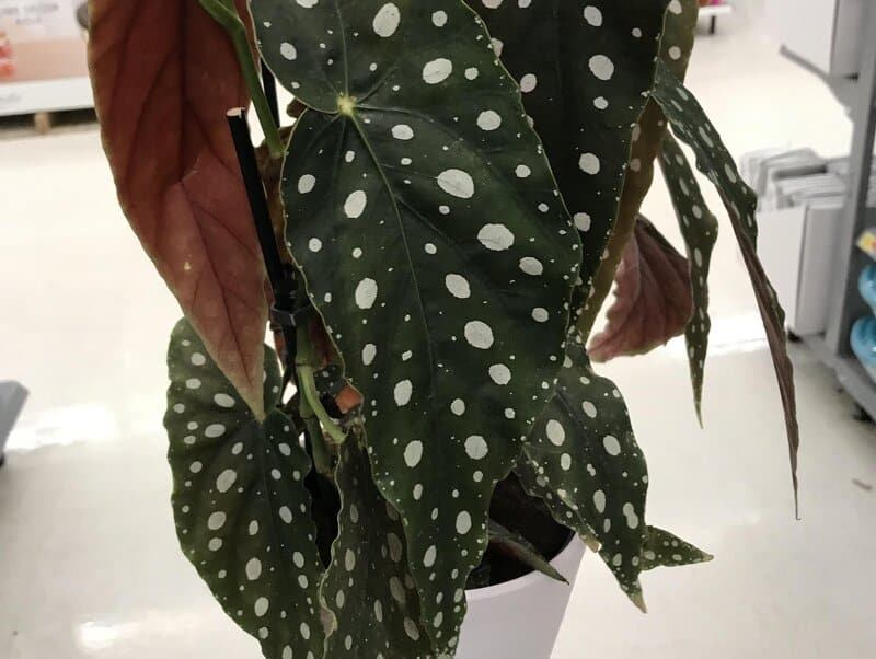 how to care for begonia maculata