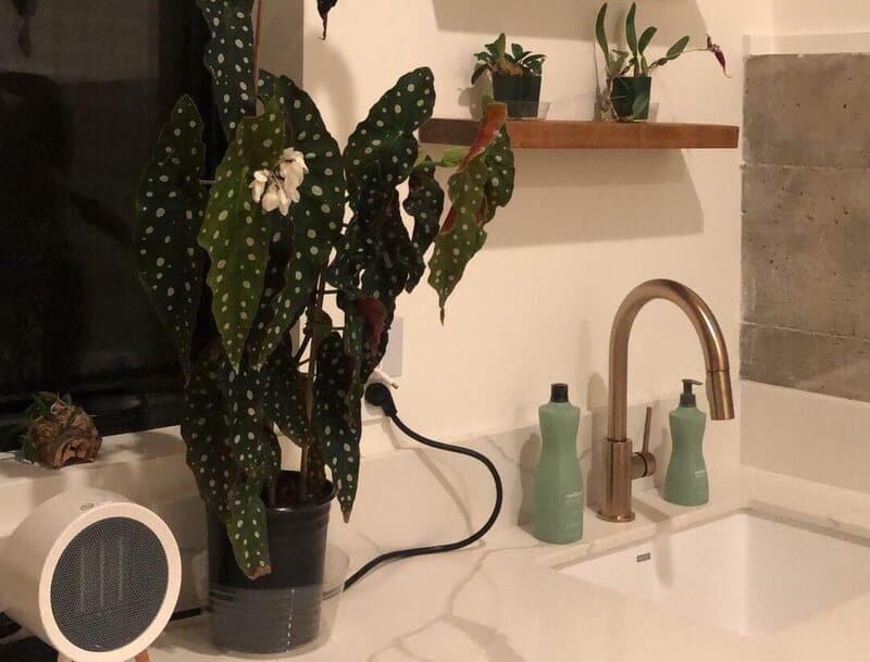 begonia maculata care tips