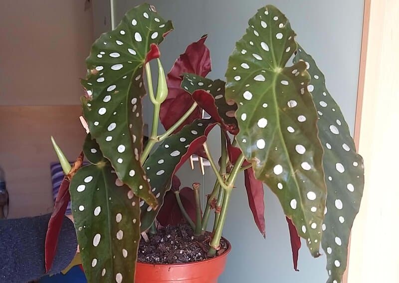 Begonia maculata potting