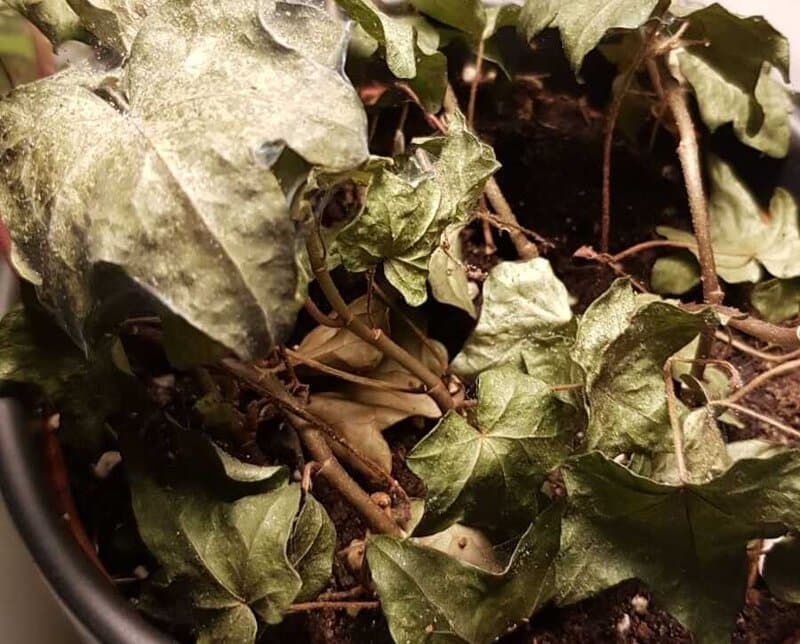 english ivy problems and solutions