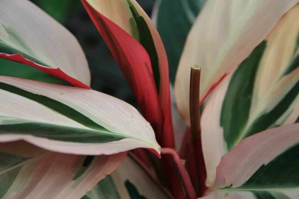 Stromanthe Triostar - How to Care for Stromanthe Sanguinea