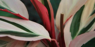 Stromanthe Triostar - How to Care for Stromanthe Sanguinea