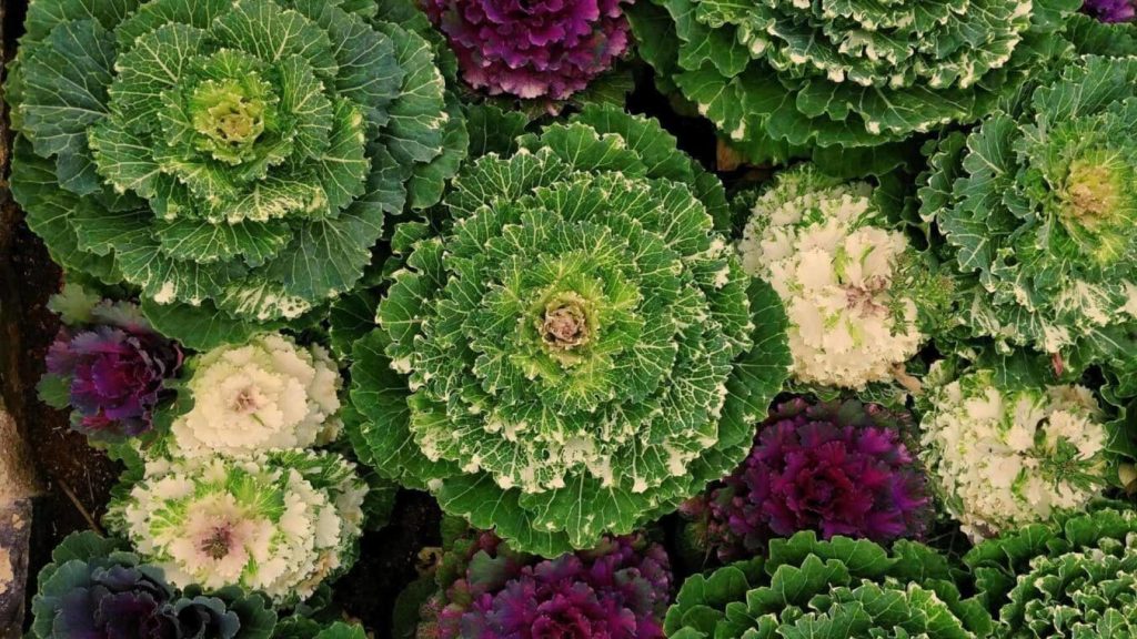 19 Types of Lettuce and How to Grow Them Fast and Easy