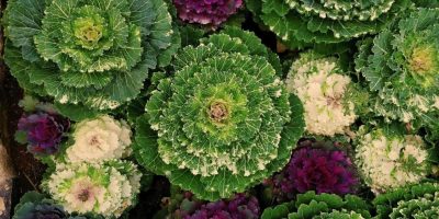 19 Types of Lettuce and How to Grow Them Fast and Easy