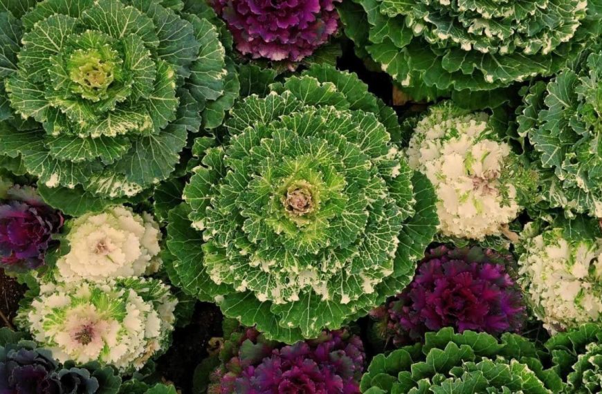 19 Types of Lettuce and How to Grow Them Fast and Easy