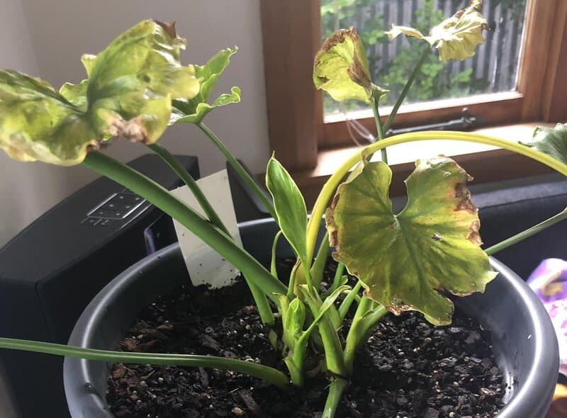 philodendron pruning