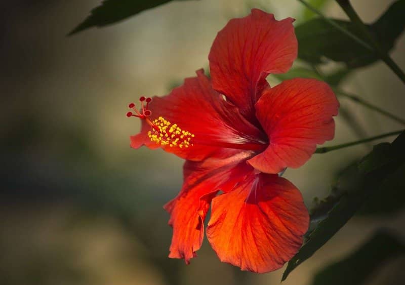 How to Take Care of Hibiscus