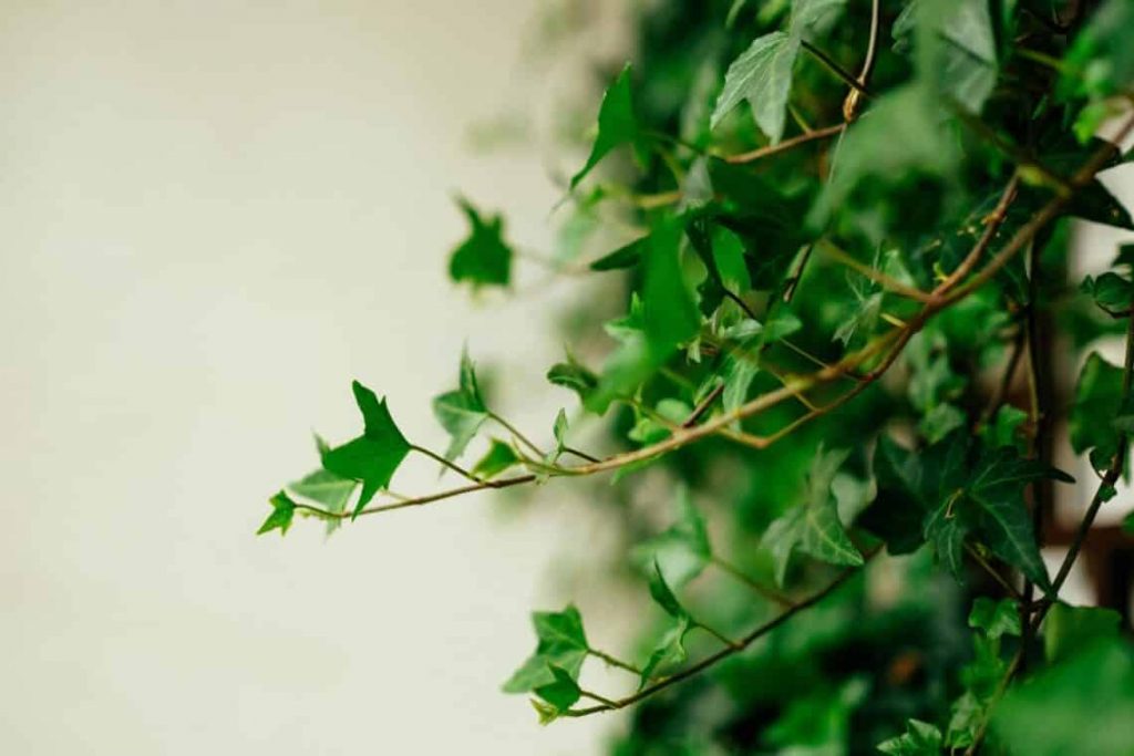 Hedera Helix - How to Care for English Ivy