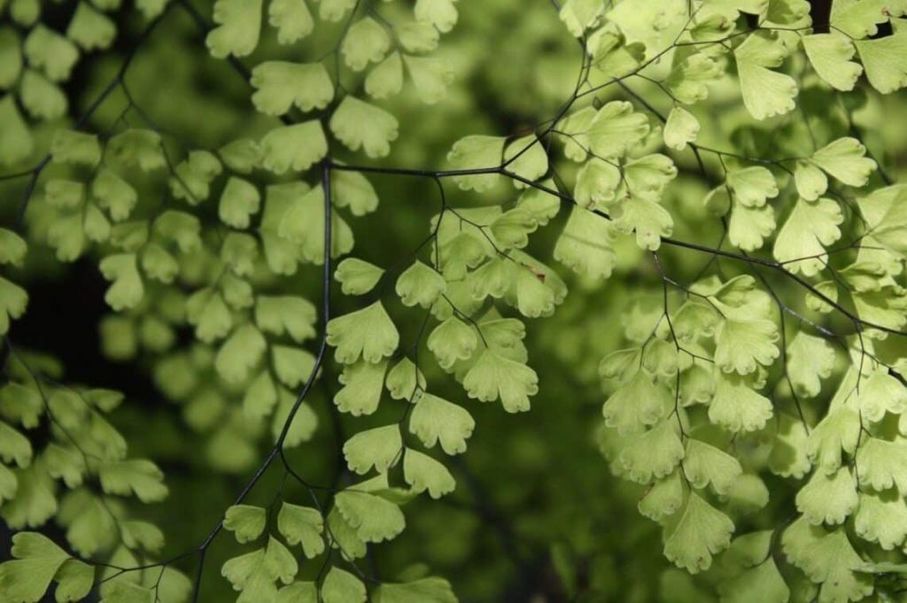 Adiantum Aethiopicum - How to Care for Maidenhair Fern