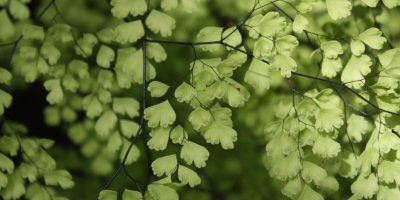 Adiantum Aethiopicum - How to Care for Maidenhair Fern