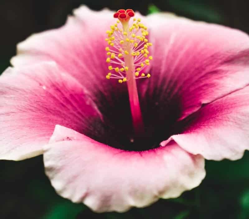 Repotting Hibiscus