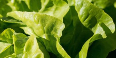 What Is Butter Lettuce and How to Grow it Indoors?