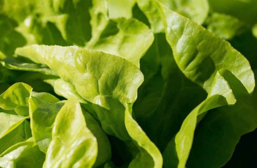 What Is Butter Lettuce and How to Grow it Indoors?