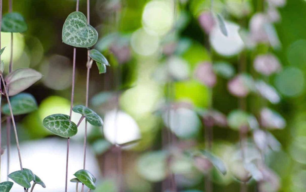 Caropegia Woodii - What to Know about String of Hearts Care