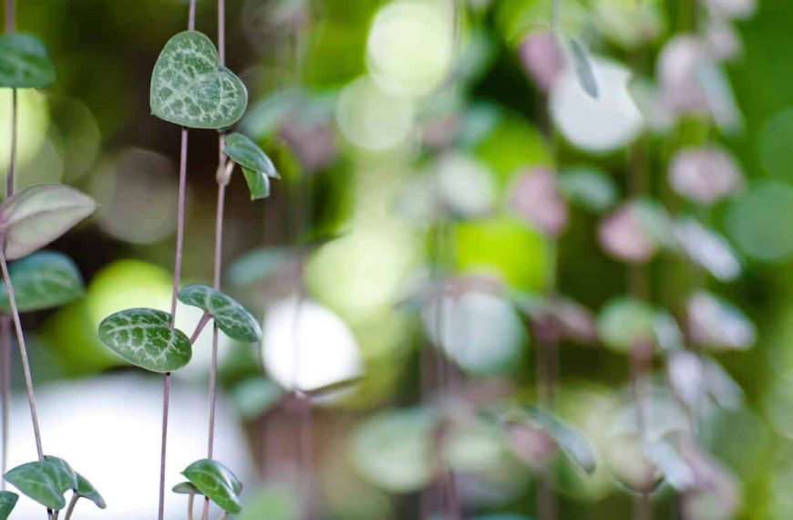 Caropegia Woodii – What to Know about String of Hearts Care