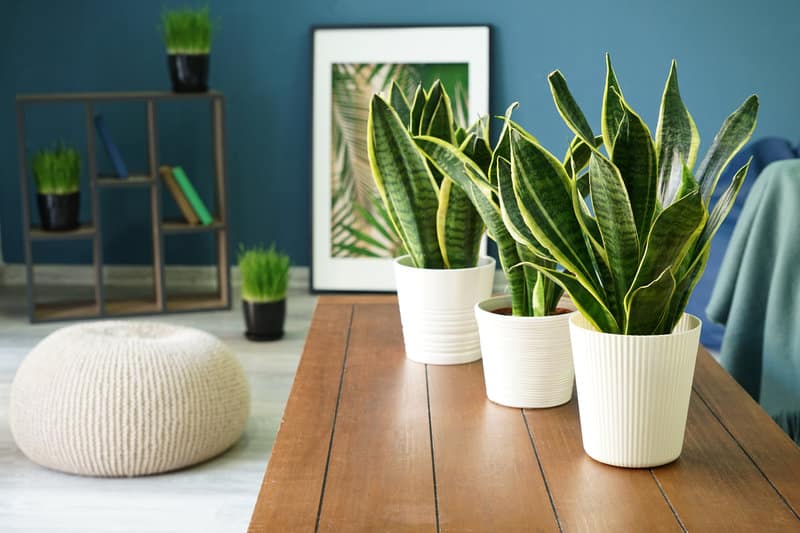 How to Grow Snake Plant