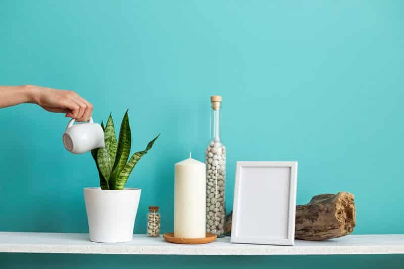 Watering Snake Plant