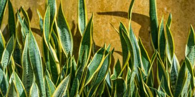 Snake Plant from A to Z