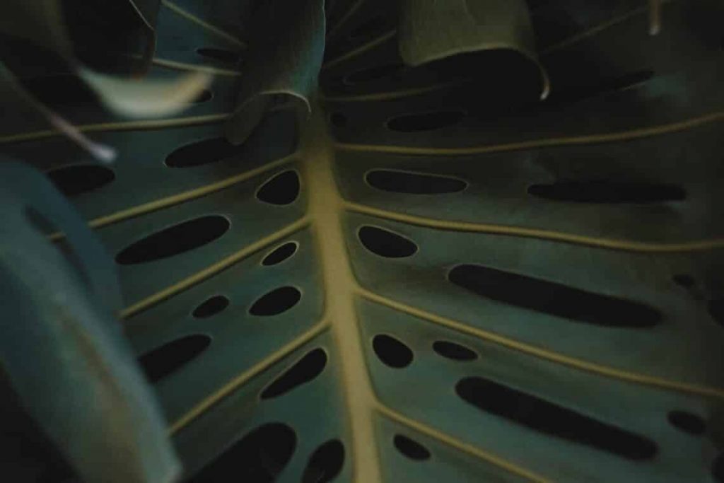 Philodendron Guide - How to Care for Philodendron