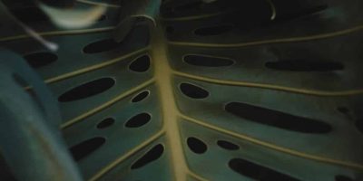 Philodendron Guide - How to Care for Philodendron