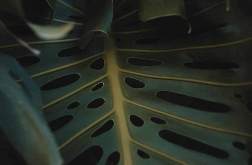 Philodendron Plant Care