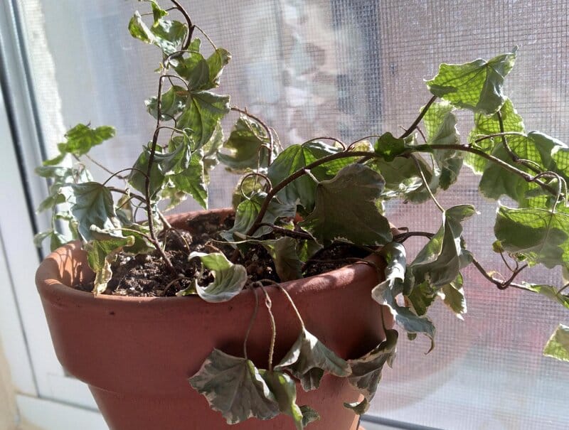 English Ivy overwatering